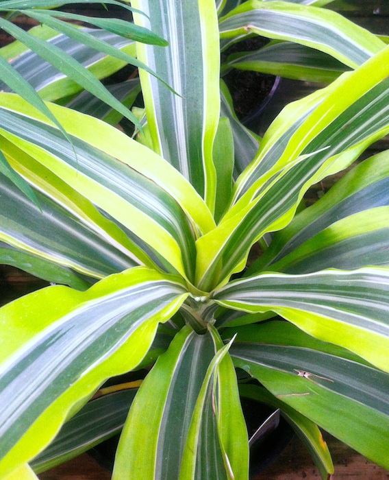 How to keep your houseplants happy Simply Simple